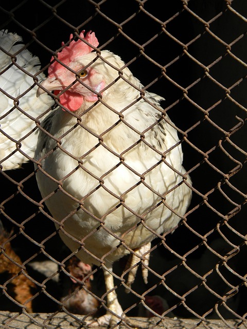 队在比赛战 队在比赛战