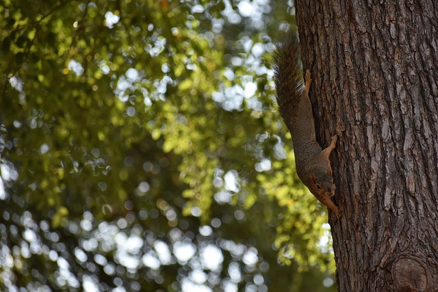 哈弗茨作為 哈弗茨作為